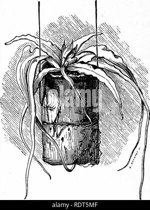 . La nuova finestra pratico giardiniere; essendo indicazioni pratiche per la coltivazione della fioritura e foglie di piante in windows e casi di vetrate e la disposizione delle piante e dei fiori per la decorazione della casa. Finestra-giardinaggio. 150 balcone e area di giardinaggio. festoni da appendere ceste, per il quale scopo è la migliore di tutte le piante, rimanendo sani e verde, tra estate e inverno. Nei cestini appesi per balconi dovrebbero sempre essere di a. CAMPTOSOBUS EHIZOPHTLLUS. buone dimensioni. Piccoli cestini sono quasi inutile, asciugando rapidamente e mai del tutto soddisfacente, un cestello due fe Foto Stock