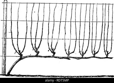 . Amatoriale frutticoltura. Una guida pratica per la coltivazione di frutta per uso domestico e il mercato. Scritto con speciale riferimento ai climi più freddi. Frutti-coltura. L'uva 49 ha spesso accaduto che persone inesperte non è riuscito a ottenere molto frutto sulle loro vite a causa di potatura che avevano tagliato via tutto il frutto del legno. Tuttavia questo schiacciamento non dovrebbe mai prendere il via oltre la punta della canna da zucchero. Rimozione di fogliame.-In nessun caso un notevole fogliame essere preso dalla vite mentre è in crescita. La nozione che la maturazione dei frutti ha bisogno della luce del sole è molto a iault. Gra Foto Stock