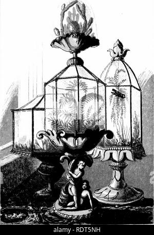 . La nuova finestra pratico giardiniere; essendo indicazioni pratiche per la coltivazione della fioritura e foglie di piante in windows e casi di vetrate e la disposizione delle piante e dei fiori per la decorazione della casa. Finestra-giardinaggio. . Si prega di notare che queste immagini vengono estratte dalla pagina sottoposta a scansione di immagini che possono essere state migliorate digitalmente per la leggibilità - Colorazione e aspetto di queste illustrazioni potrebbero non perfettamente assomigliano al lavoro originale. Mollison, John R. Londra, Groombridge e figli Foto Stock