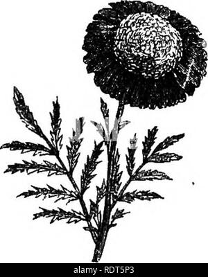 . Il mio giardino, il suo piano e cultura insieme con una descrizione generale della sua geologia, della botanica e della storia naturale. Il giardinaggio. Fig. 458.-T obelia fulgens.. Si prega di notare che queste immagini vengono estratte dalla pagina sottoposta a scansione di immagini che possono essere state migliorate digitalmente per la leggibilità - Colorazione e aspetto di queste illustrazioni potrebbero non perfettamente assomigliano al lavoro originale. Smee, Alfred, 1818-1877. Londra, Campana e Daldy Foto Stock