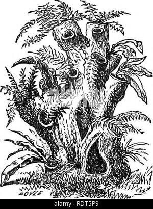 . La nuova finestra pratico giardiniere; essendo indicazioni pratiche per la coltivazione della fioritura e foglie di piante in windows e casi di vetrate e la disposizione delle piante e dei fiori per la decorazione della casa. Finestra-giardinaggio. Serra di felci e muschi. 117 ci sono un buon numero di esse che si adatterebbe a finestra giardinieri, ma oltre ai due che ho citato; ;Si. denticulata e S. denticulata variegata, ci sono solo tre altri raccomando. Selaginella coesia, o ombreggiati di blu moss, che sembra bella sospesi in un recipiente avente un fronte di abitudine; Selaginella stol Foto Stock