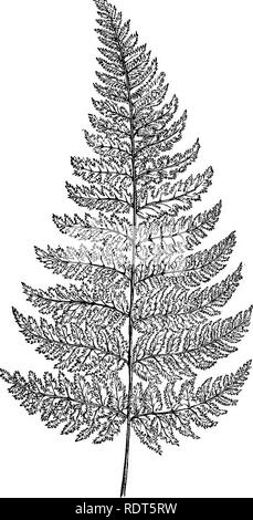 . La nuova finestra pratico giardiniere; essendo indicazioni pratiche per la coltivazione della fioritura e foglie di piante in windows e casi di vetrate e la disposizione delle piante e dei fiori per la decorazione della casa. Finestra-giardinaggio. Felci per la finestra i giardinieri. 97. XASTBEA (SmSJjA... Si prega di notare che queste immagini vengono estratte dalla pagina sottoposta a scansione di immagini che possono essere state migliorate digitalmente per la leggibilità - Colorazione e aspetto di queste illustrazioni potrebbero non perfettamente assomigliano al lavoro originale. Mollison, John R. Londra, Groombridge e figli Foto Stock