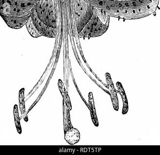 . La nuova finestra pratico giardiniere; essendo indicazioni pratiche per la coltivazione della fioritura e foglie di piante in windows e casi di vetrate e la disposizione delle piante e dei fiori per la decorazione della casa. Finestra-giardinaggio. Bulbo radicate e piante di roccia. 91 Convalaria majalis, o il giglio della valle, è una splendida pentola oggetto o da miscelare con altri bulbi nella finestra casella. Impianto di quattro o cinque tuberi insieme in un •t I. . FLOWBB DEL LILIUM LiKCIFOLinM. ammassarsi, e tre i grumi in una pentola. Essi sono i favoriti con ogni uno. Ciclamino, un affascinante tuberose radicata impianto per wi Foto Stock