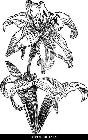 . La nuova finestra pratico giardiniere; essendo indicazioni pratiche per la coltivazione della fioritura e foglie di piante in windows e casi di vetrate e la disposizione delle piante e dei fiori per la decorazione della casa. Finestra-giardinaggio. 90 bulboso radicate e piante di roccia. ordine di merito. La sua grande scarlet blossoms sono onu- eguagliato per la bellezza e l'efficacia. Il Lilium.-Questa è la regina della finestra e piante coltivate facilmente. Nulla può superare ben fiorì piante delle seguenti varietà: X. speciosum album, L. speciosum rubrum, L. spe- ciosum roseum.. trLnm thuitbbechanum. Ma da fa Foto Stock
