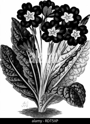 . La nuova finestra pratico giardiniere; essendo indicazioni pratiche per la coltivazione della fioritura e foglie di piante in windows e casi di vetrate e la disposizione delle piante e dei fiori per la decorazione della casa. Finestra-giardinaggio. P R 1 M U L fl. (Lady Madeiino Tayloiir ). Si prega di notare che queste immagini vengono estratte dalla pagina sottoposta a scansione di immagini che possono essere state migliorate digitalmente per la leggibilità - Colorazione e aspetto di queste illustrazioni potrebbero non perfettamente assomigliano al lavoro originale. Mollison, John R. Londra, Groombridge e figli Foto Stock