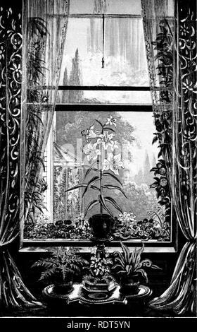 . La nuova finestra pratico giardiniere; essendo indicazioni pratiche per la coltivazione della fioritura e foglie di piante in windows e casi di vetrate e la disposizione delle piante e dei fiori per la decorazione della casa. Finestra-giardinaggio. . Si prega di notare che queste immagini vengono estratte dalla pagina sottoposta a scansione di immagini che possono essere state migliorate digitalmente per la leggibilità - Colorazione e aspetto di queste illustrazioni potrebbero non perfettamente assomigliano al lavoro originale. Mollison, John R. Londra, Groombridge e figli Foto Stock
