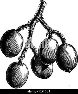 . Il mio giardino, il suo piano e cultura insieme con una descrizione generale della sua geologia, della botanica e della storia naturale. Il giardinaggio. Fig. 380.-fico. ERYOBOTRYA japonica, ANASPOLE Japonica, o Nespole del Giappone. A mio giardino vi è un albero di questa specie, che è stato dato a me da Sir James Tyler; i suoi frutti (fig. 382) è molto stimata in tutto il sud Europa. Il mio albero non ha dato frutti come ancora. A Firenze, Napoli e Roma è utilizzato per scopi decorativi, dal suo nobile fogliame. Ho comprato frutta nel mercato a Firenze in aprile, hanno occasionalmente incontrato con esso nei negozi di Covent Garden mar- Foto Stock