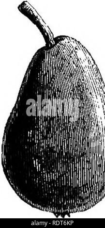 . Il mio giardino, il suo piano e cultura insieme con una descrizione generale della sua geologia, della botanica e della storia naturale. Il giardinaggio. Fig. 278.^Beun6 Giffard. Fig. 279.âWilliams' J3su Cliretien, Fig. 277.âJargonelle. Â Rotherhithe e Deptford ; e ho assaggiato, ma non così buona, sul San Gottardo a passare in Svizzera. Questa pera mantiene ma un paio di giorni ed è riuscita da un moderno pera chiamato Beurr^ Giffard (fig. 278). Si tratta di un eccellente in alcuni anni, ma è così poco in coltivazione che non ho mai visto in qualsiasi altro' località rispetto al mio giardino. Il Bearr6 Giffard è riuscito a settembre da Foto Stock