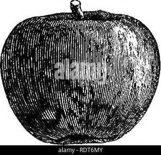 . Il mio giardino, il suo piano e cultura insieme con una descrizione generale della sua geologia, della botanica e della storia naturale. Il giardinaggio. Fig. 266.-inverno Pesca.. Si prega di notare che queste immagini vengono estratte dalla pagina sottoposta a scansione di immagini che possono essere state migliorate digitalmente per la leggibilità - Colorazione e aspetto di queste illustrazioni potrebbero non perfettamente assomigliano al lavoro originale. Smee, Alfred, 1818-1877. Londra, Campana e Daldy Foto Stock