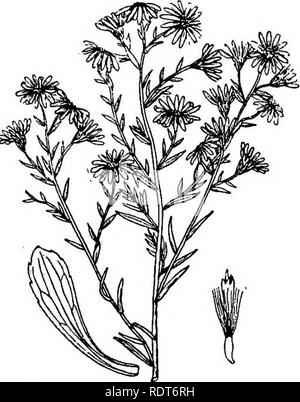 . La Indiana libro di erbaccia. Le erbacce. Erbacce OP Il Thistle famiglia. 177 146. Aster ericoides L. White Heath Aster. Frost-erbaccia Aster. In acciaio- infestante. (P. N. 1.) Gambo glabrous, o (nella varietà pilosus) grezzo-pelose folte o molto ramificato, 1-3 piedi alto; lascia la società o rigide, la quelli basali conformati a guisa di cucchiaio, dentato, ristretta in emarginati culmi; quelli superiore lineare-lanceolate, en- pneumatico, gradualmente diventando breve awl-sagomato. Capi molto numerosi, i pollici ampio; involucro a campana, la sua brattee lineari, coriacea, bruscamente appuntita, in sovrapposizione su 3 righe; raggi 15-25, bianca o rosa venato; disk spesso rossastro- Foto Stock