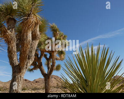 Joshua tree nel deserto Foto Stock