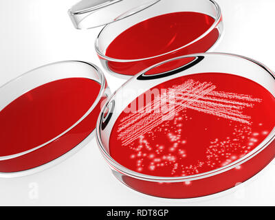 Piastra di petri con batteri isolati su sfondo bianco Foto Stock
