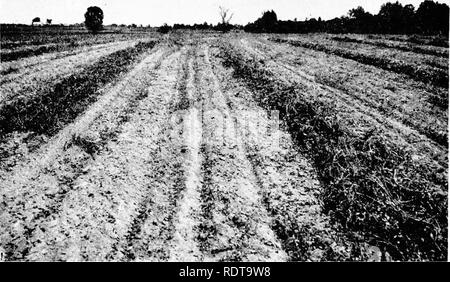 . L'arachide, il legume imprevedibile; un simposio. Arachidi; Noccioline. 202 L'arachide-il legume imprevedibile. Figura 8.-Dopo l'andanatura con side-rastrello consegna le arachidi sono lasciate ad asciugare. Si prega di notare che queste immagini vengono estratte dalla pagina sottoposta a scansione di immagini che possono essere state migliorate digitalmente per la leggibilità - Colorazione e aspetto di queste illustrazioni potrebbero non perfettamente assomigliano al lavoro originale. Arant, F. S. (Frank Selman), 1904-; Nazionale Associazione di fertilizzante (1925- ) cibo vegetale commissione Ricerca. Washington, National Associazione fertilizzante Foto Stock