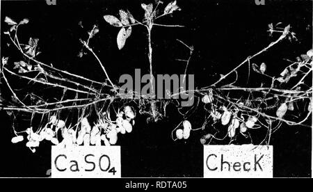 . L'arachide, il legume imprevedibile; un simposio. Arachidi; Noccioline. La fertilità di suolo 143 ficient quantitativi sono normalmente traslocati al gynophores in via di sviluppo di assicurare ben sviluppato di kernel. Gli studi hanno inoltre dimostrato che il calcio può essere assorbito direttamente dai baccelli di sviluppo e hanno indicato che per il corretto sviluppo del kernel è molto importante che un adeguato apporto di calcio è presente nella zona in cui i frutti sono formate. Utilizzando una tecnica in cui le guide su un lato della pianta potrebbe "peg-down" in uno medio ed il frutto sull'altro lato del Foto Stock