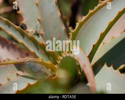 Staheln verde dopo la registrazione Alohe Vera Foto Stock