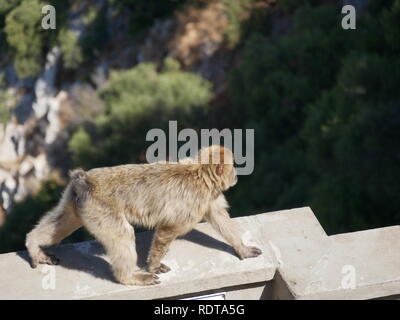 Monkey esecuzione parete abisso Foto Stock