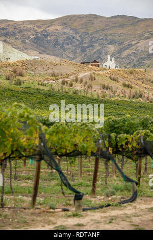 Vista del Monte difficoltà degustazione di vini, sala ristorante, e vigneti. Vigneti in autunno lungo Felton Road in Central Otago vino della regione nei pressi Cromwel Foto Stock