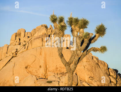 Parco nazionale di Joshua Tree, ventinove Palme, 29 palme, CALIFORNIA, STATI UNITI D'AMERICA Foto Stock