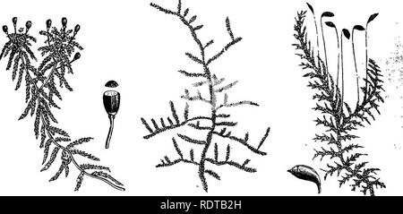 . Il mio giardino, il suo piano e cultura insieme con una descrizione generale della sua geologia, della botanica e della storia naturale. Il giardinaggio. Fig. 818.- Mnium cuspidatum. Fig. 817.-Mnium undulatum. Anche un'altra specie, M. cuspidatum (fig. 818), un po' di muschio che cresce liberamente con noi su rocce e sassi. Sphagnum (fig. 819) non crescono fuori di porte con me, anche se ho piantato di nuovo e di nuovo. Th è ampiamente usato per la crescita della nostra orchidee.. Fig. 8i9.-Sphagn"acutifoKum m. Fig. Sao.-Hypnum ruscifolium. Fig. 820. a-Hypnum splendens. Abbiamo nella nostra ruscelli la Hypnum ruscifolium (fig. 820). Ho Foto Stock