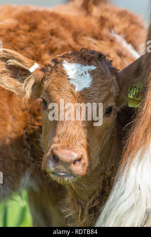 Testa di vitello ritratto. Prendendo un respiro mentre il lattante da madre a fianco sulla destra. Vacche nutrici. La produzione di carni bovine. Il ​Isle di Mull. La Scozia. Foto Stock