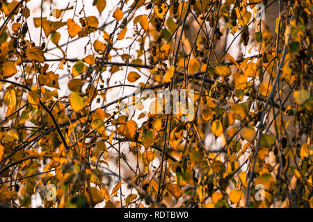 Argento betulle (Betula pendula) colorato Foglie di autunno su uno sfondo con cielo, California Foto Stock