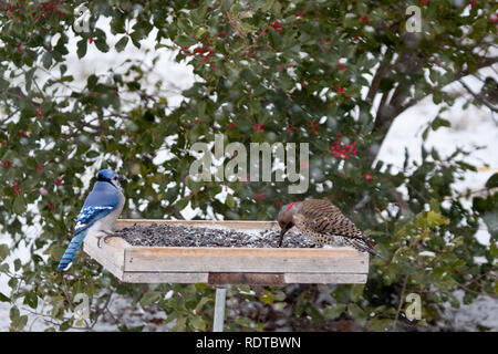 00585-038.17 Blue Jay (Cyanocitta cristata) e maschio sfarfallio del Nord (Colaptes auratus) a bird feeder in inverno, Marion Co., IL Foto Stock