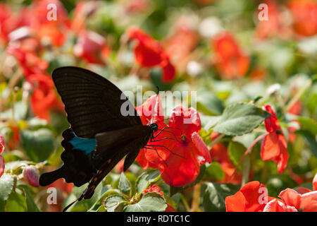 Parigi peacock (Papilio paris hermosanus) a coda di rondine butterfly alimenta il nettare di occupato Lizzie (Impatiens Walleriana), Aka balsamo, sultana fiore, Taiwan Foto Stock