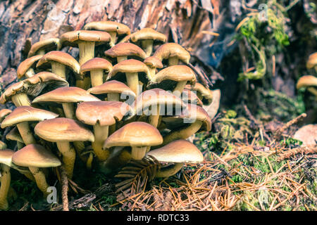 Ciuffo di zolfo (Hypholoma fasciculare) funghi alla base di un albero, Big Basin Parco Statale, Santa Cruz Mountains, la baia di San Francisco, Californi Foto Stock