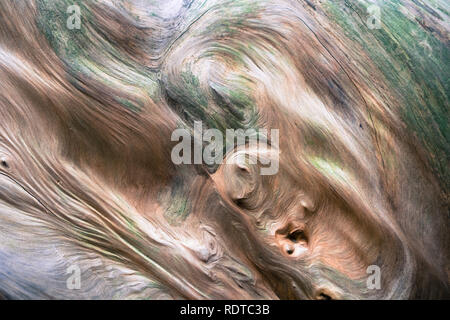 In prossimità di un albero di sequoia radica di legno, Big Basin State Park, California Foto Stock