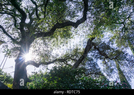 Guardando verso il cielo da sotto un grande vecchio coastal Live Oak tree, Cambria, California Foto Stock