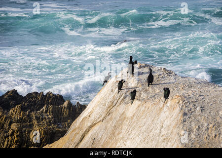 Un gruppo di cormorani in appoggio su di una roccia sulla fascia costiera sull'Oceano Pacifico; le onde che si infrangono in background; Montana de Oro del parco statale di Californi centrale Foto Stock