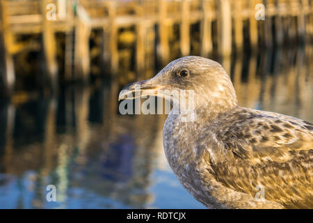 In prossimità di una delle giovani aringhe Gabbiano, offuscata dal molo del porto in background; Morro Bay, California Foto Stock