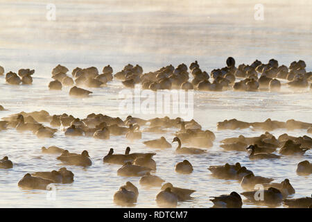 00748-05604 Oche del Canada (Branta canadensis) gregge sul lago ghiacciato, Marion Co, IL Foto Stock