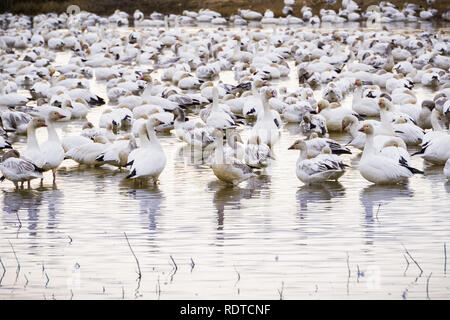 Uno Stormo di oche delle nevi tenendo sugli stagni di Sacramento National Wildlife Refuge durante la stagione migratoria, California Foto Stock