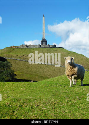 Una pecora in One Tree Hill Park, Auckland, Nuova Zelanda Foto Stock