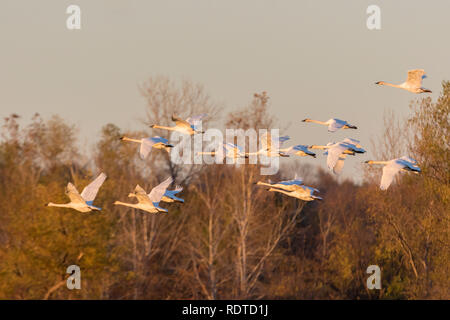 00758-02020 Trumpeter Swans (Cygnus buccinatore) in volo Riverlands uccello migratore Santuario San Carlo Co., MO Foto Stock