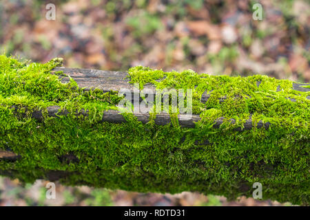 Close up di una verdeggiante Moss copre una trave di legno Foto Stock