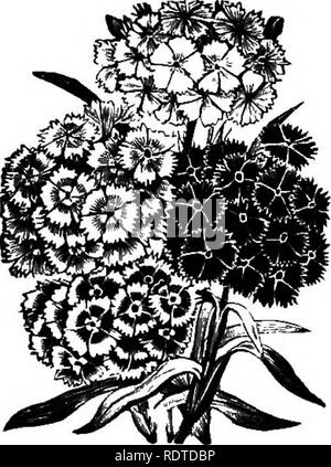 . Di giardinaggio. Note e suggerimenti sui prati e prato piantando--posa e disposizione del paese luoghi, grandi e piccoli parchi, cimitero tenute, e della stazione ferroviaria di prati--di latifoglie e sempreverdi alberi ed arbusti--l'hardy border-biancheria piante--rockwork, ecc. Di giardinaggio. Giardino rosa. tDIANTHUS PLUMARIUS.) per le economie della casa, vi erano tutti i tipi di erbe aromatiche come il timo, dolce-marjory, salvia, menta, e metà a (k)zeii altri profumati e saporiti, piante che erano su questo conto tuttavia nessuno il meno attrac- tivo come ornamenti del giardino. Essi Foto Stock