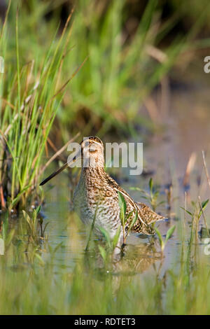 00935-00208 Wilson's beccaccino (Gallinago delicata) nella zona umida, Marion Co. IL Foto Stock