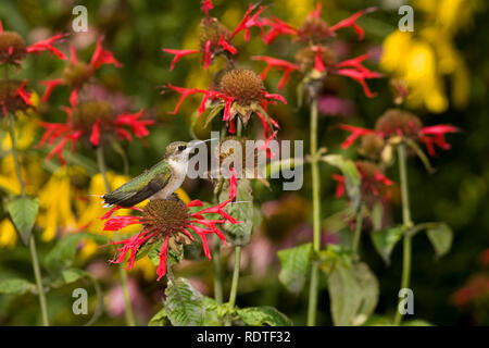 01162-104.10 Ruby-throated Hummingbird (archilochus colubris) sulla vista giardino Scarlet Bee Balm (Monarda didyma) Marion Co. IL Foto Stock