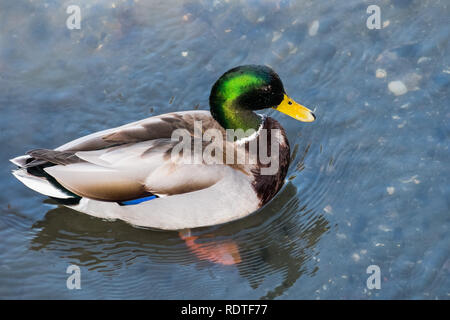 Vista da sopra delle colorate maschio Mallard duck (Anas platyrhynchos); gocce di acqua che brilla sulla sua testa; Mountain View, area della baia di San Francisco, CA Foto Stock