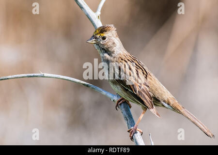 Close up di giovani Golden-incoronato sparrow (Zonotrichia atricapilla), California; stanno migrando tutti in tutta la costa ovest durante il periodo invernale e van Foto Stock