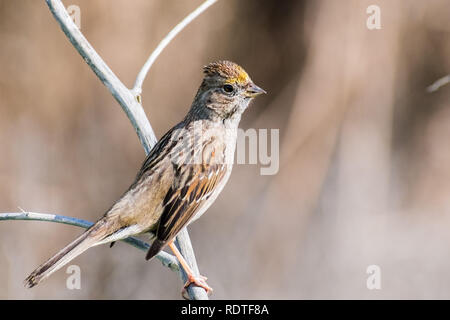 Close up di giovani Golden-incoronato sparrow (Zonotrichia atricapilla), California; stanno migrando tutti in tutta la costa ovest durante il periodo invernale e van Foto Stock