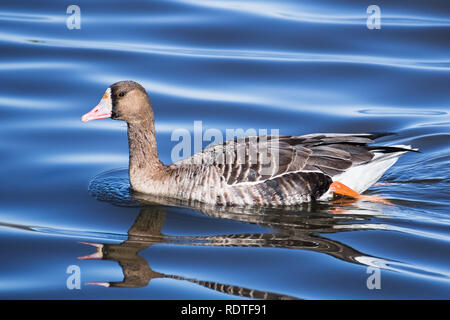 Close up di maggiore bianco-fronteggiata Goose (Anser albifrons) nuotare in un stagno at Sacramento National Wildlife Refuge, California Foto Stock