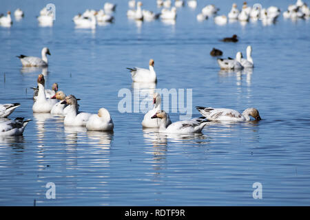 Le oche delle nevi (Chen caerulescens) nuoto su un laghetto nel Sacramento National Wildlife Refuge, California Foto Stock