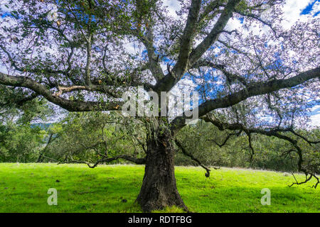 Grande Live Oak tree (Quercus agrifolia) diffondere i suoi rami; pizzi lichen appeso tra il suo fogliame verde; bianco delle nuvole in background; Coyote L Foto Stock