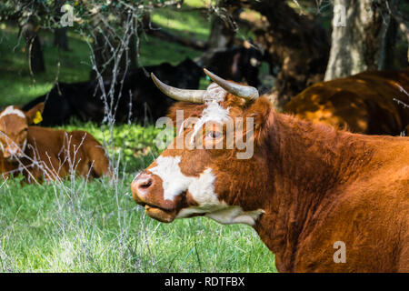 Close up di mucca adulta con corna intatte in appoggio su un pascolo di Coyote Lago Harvey Bear Ranch County Park, Gilroy, South San Francisco Bay, California Foto Stock