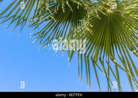 Ventilatore Palm Tree (Washingtonia filifera) foglie su un cielo blu di sfondo, California Foto Stock