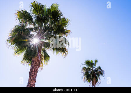 Luce solare che filtra attraverso le foglie di un albero di palma, California Foto Stock