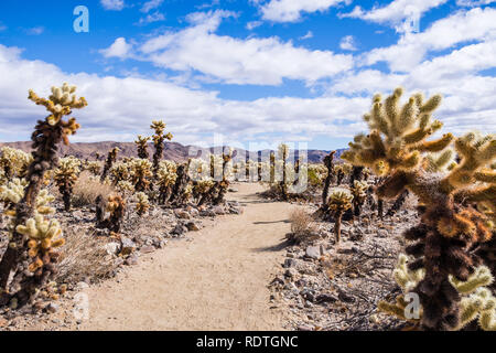 Percorso a piedi in Cholla Cactus Garden, una delle attrazioni principali del Parco nazionale di Joshua Tree, California Foto Stock